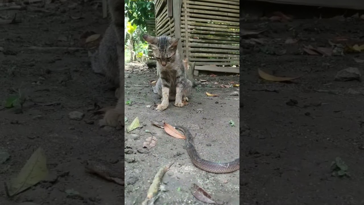 Snack and cat 