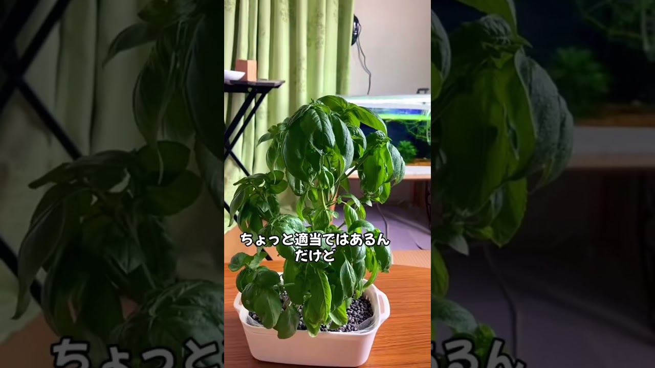 失敗しない！わたし流バジルの育て方#shorts #ダイソー #家庭菜園 #水耕栽培 #バジル