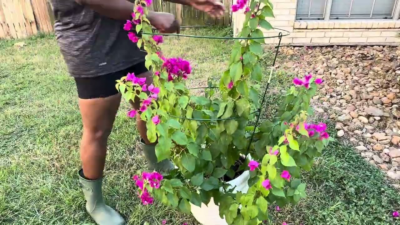 Grounding a Purple Princess 