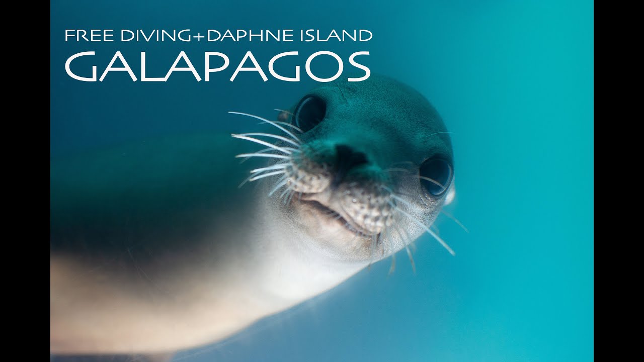 FREE DIVING+ DAPHNE ISLAND GALAPAGOS