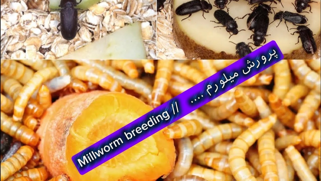 پرورش میلورم// Millworm breeding