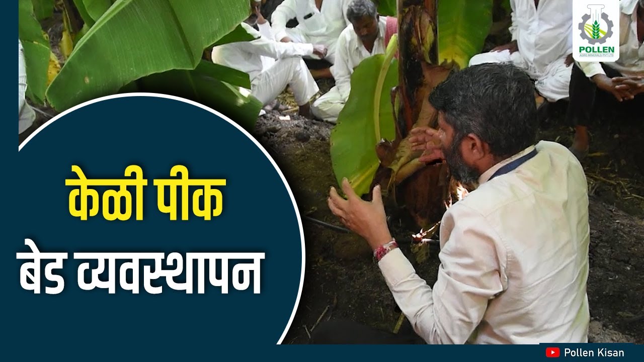 केळी पिकासाठी बेड व्यवस्थापन, फायदे । शिवारफेरी सोलापूर । Pollen Kisan
