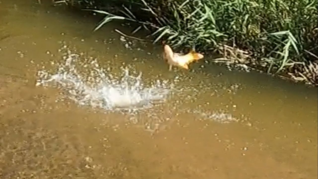 TenCarpa carp tug of war breaking my Rodzilla Tenkara chasing clear water carp in the river 8-22-25