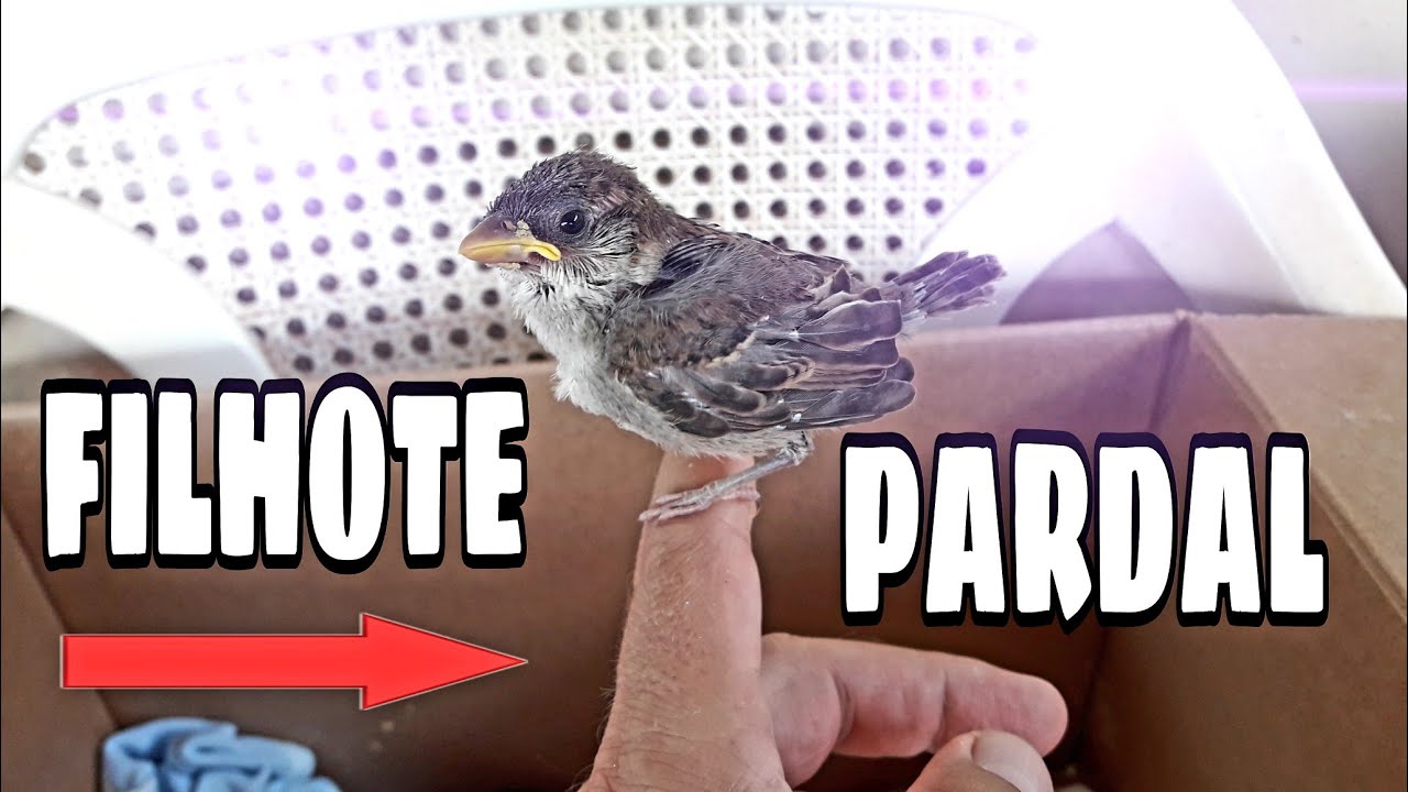 NOSSO FILHOTE DE PARDAL (MOMENTO NATUREZA)