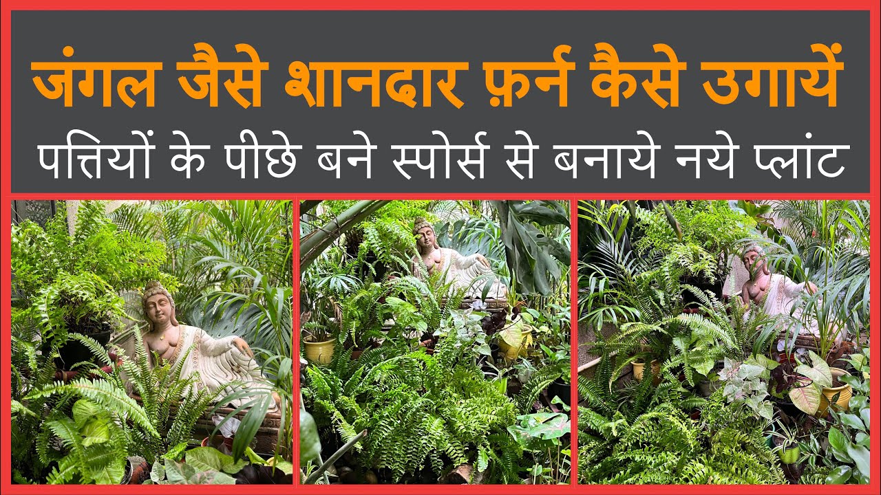 💔Stop killing your ferns:full care guide to grow thick & lush fern॥कैसे फ़र्न के प्लांट को बनाये घना