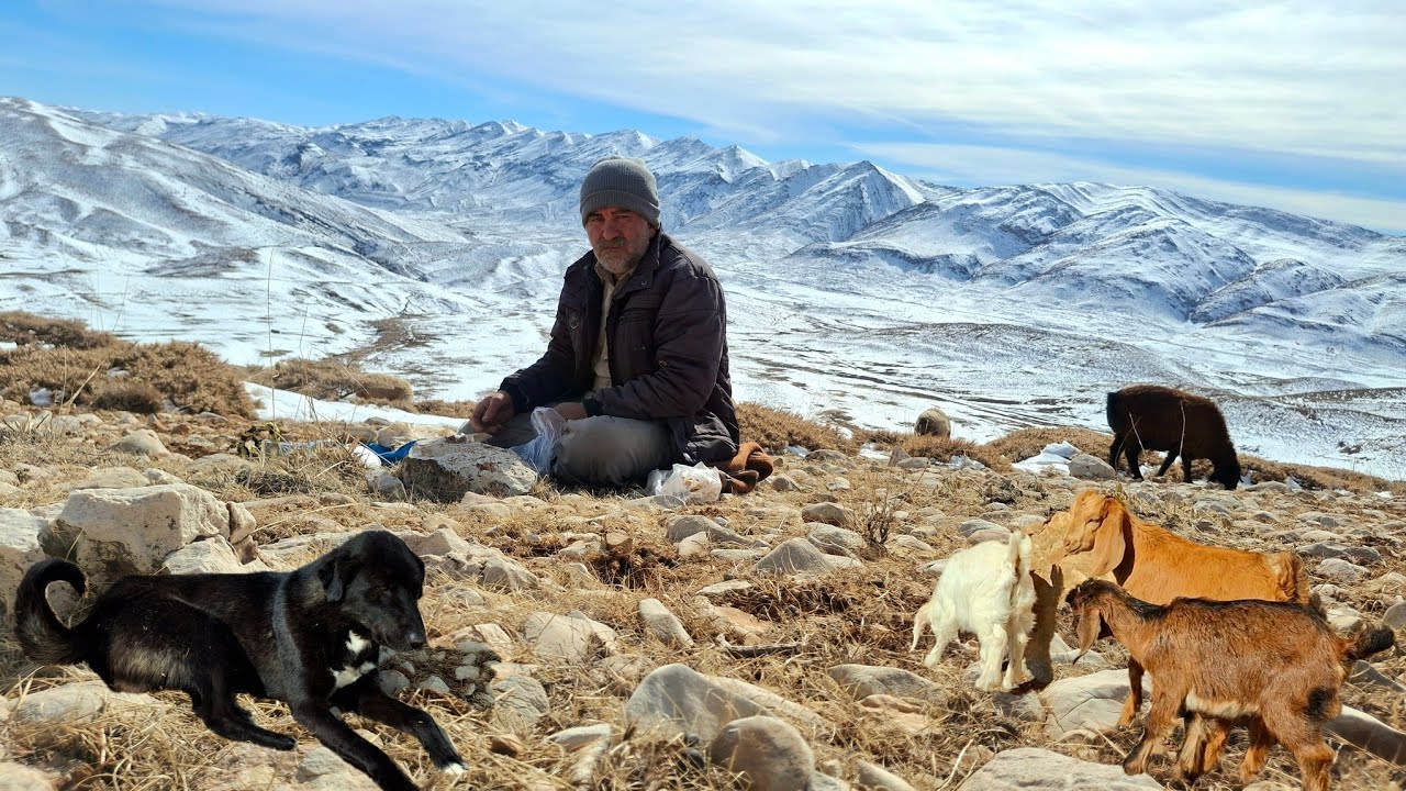 "A real day of nomadic life in the Zagros | Taking the sheep to pasture"