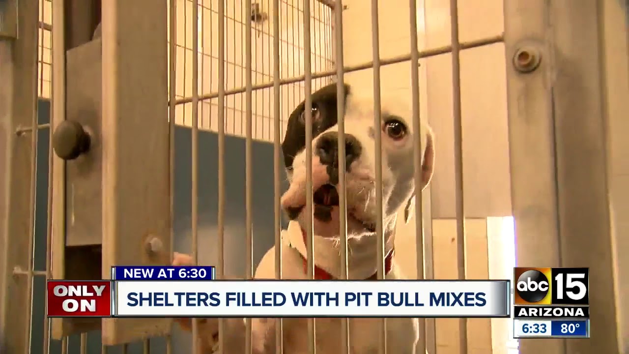 Why are Valley animal shelters full of so many pit bull mixes?