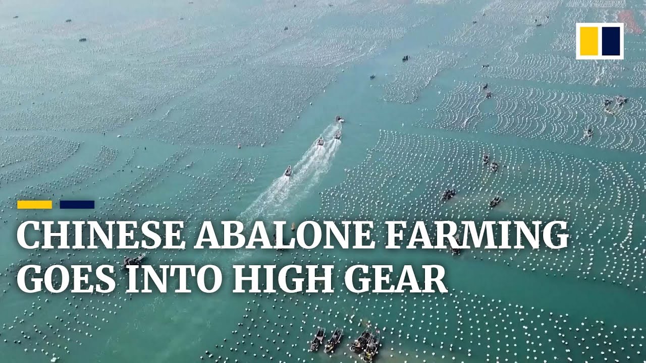 China&rsquo;s abalone farming in Fujian province goes into high gear with start of annual breeding season