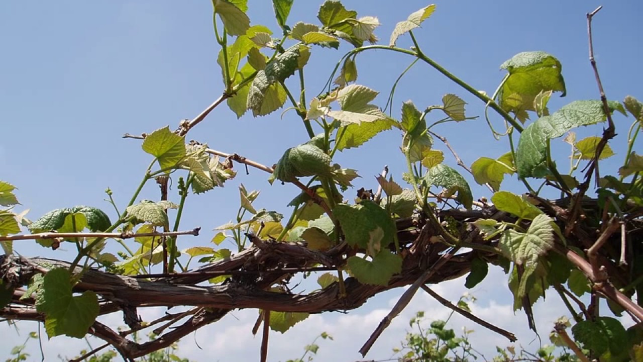 Top-Wire Cordon Training - Grape Video #12