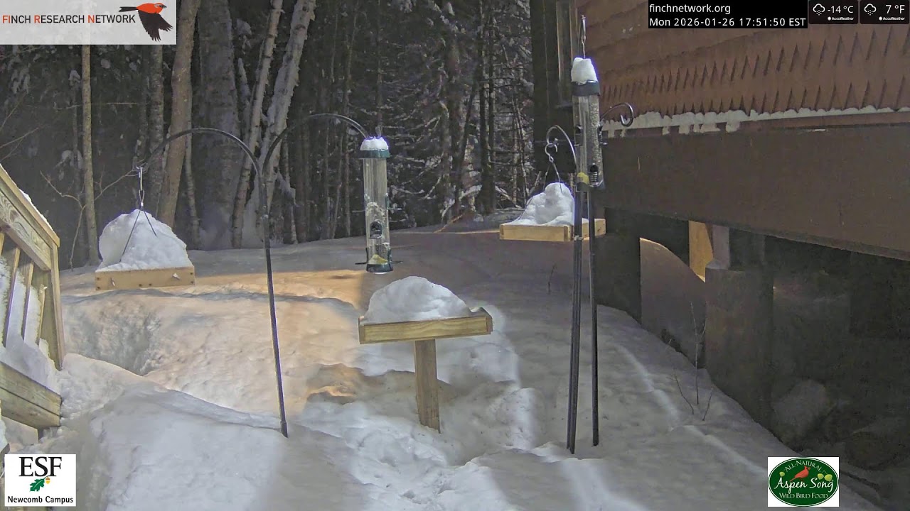 2026-01-26 - Adirondack Interpretive Center - Newcomb, NY - Live Stream Bird Feeder Cam