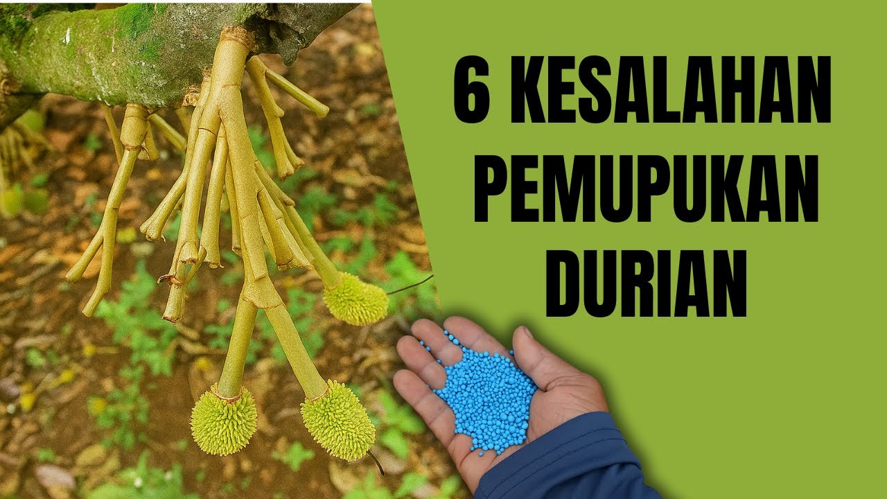 6 KESALAHAN PEMUPUKAN POHON DURIAN YANG SERING DILAKUKAN