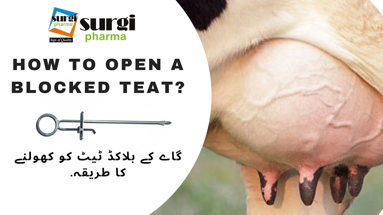 How to open a blocked Teat ||  Teat Stenosis||  ساڑو کا علاج || بند تھن کا علاج