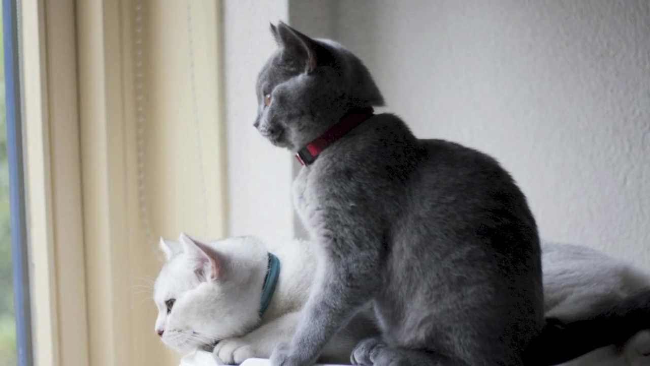 Vincenzo and Biru, the British Shorthairs