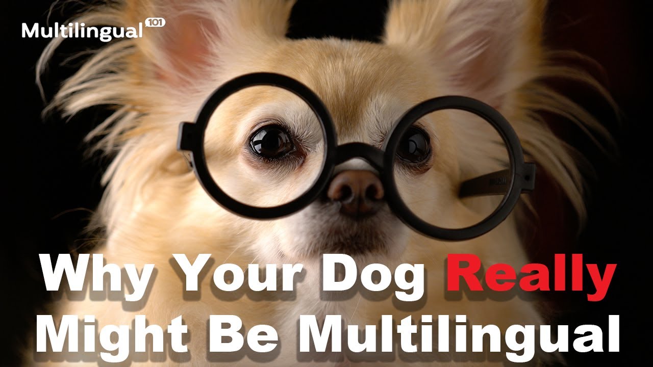 Discover Why Your Dog Might Be Multilingual