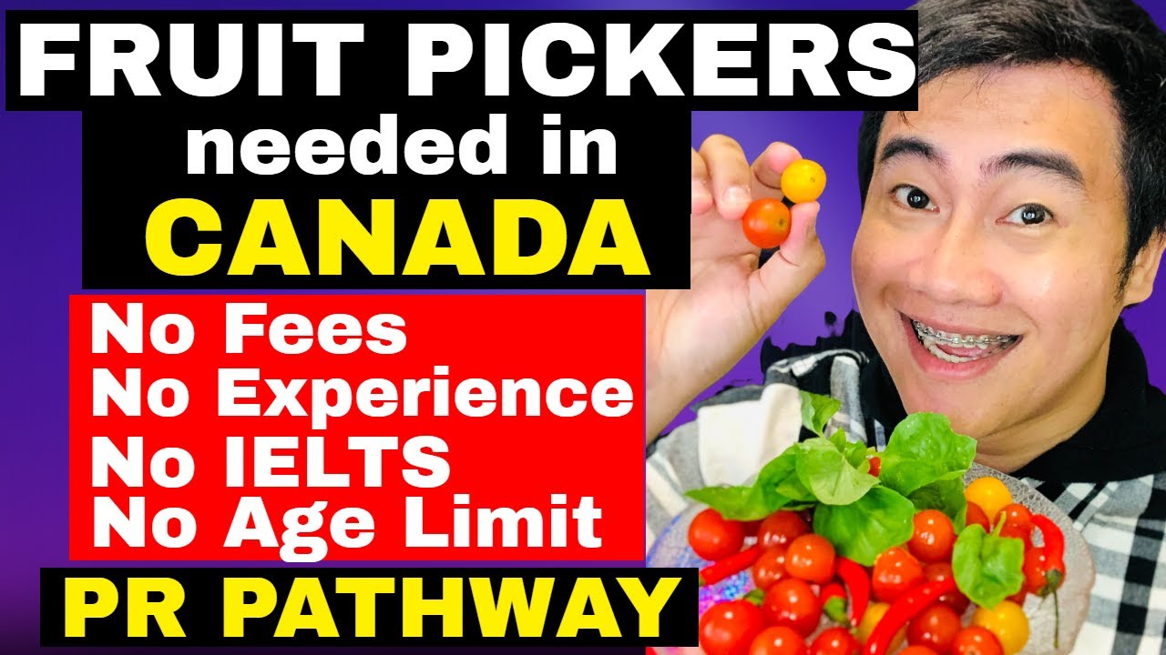FRUIT PICKERS URGENTLY NEEDED IN CANADA! PR PATHWAY | ZT CANADA IMMIGRATION