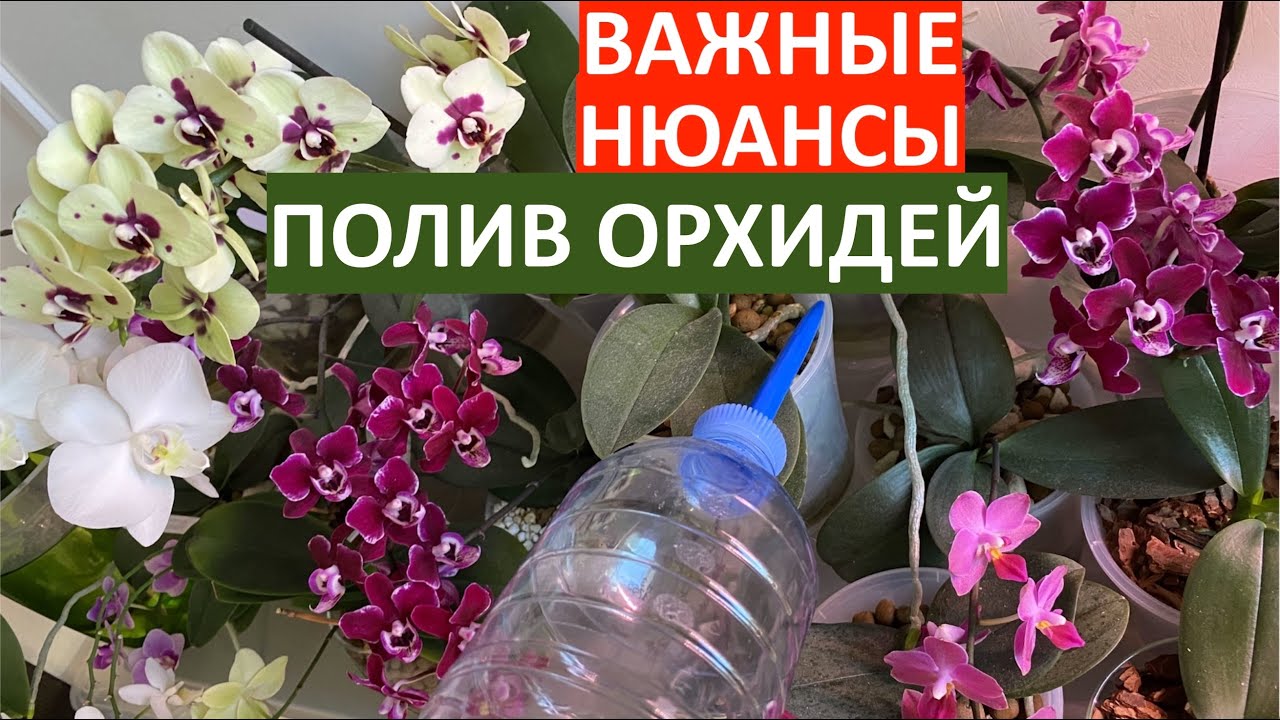 полив орхидеи после пересадки ВАЖНЕЙШИЕ НЮАНСЫ не загубить корни фаленопсисов