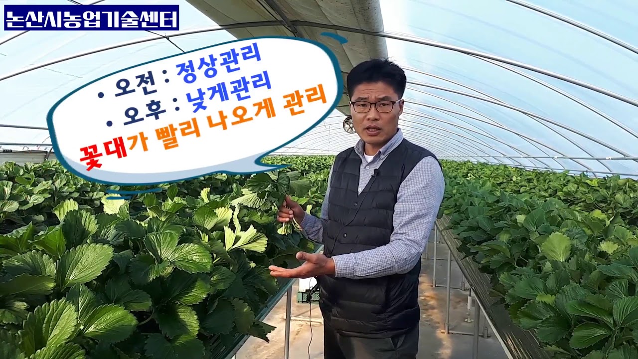 논산딸기재배 현장컨설팅. 제자리 삽식묘 관리