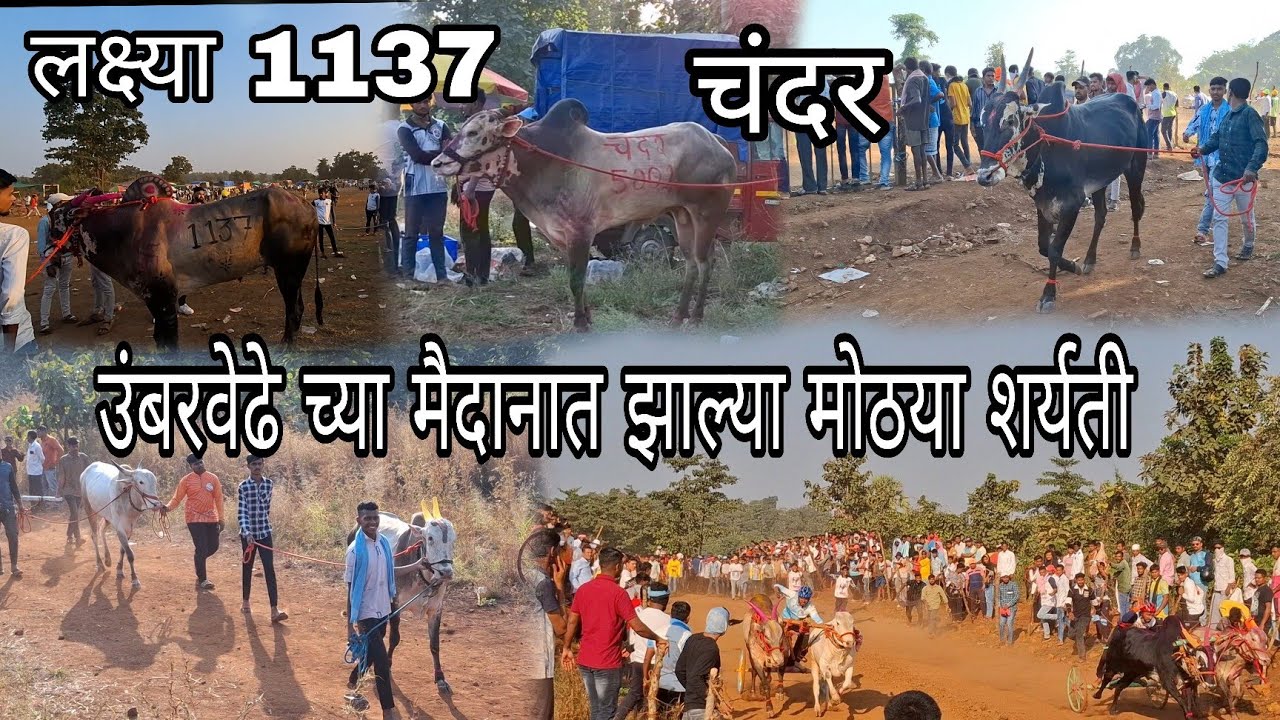 उंबरवेढे च्या मैदानात झाल्या मोठया शर्यती #viralvideo #agrikoli #bailgada #bailgadapremi #mathur1001