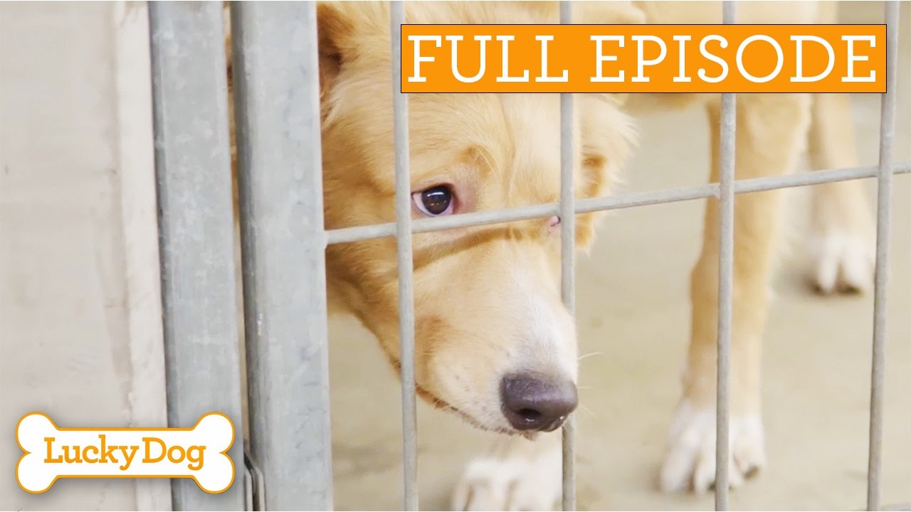 Abandoned Puppy Finds His Spark Again | Full Episode S4 Ep18
