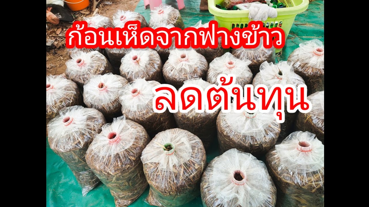 ทำก้อนเห็ดจากฟางข้าว อาชีพสร้างรายได้