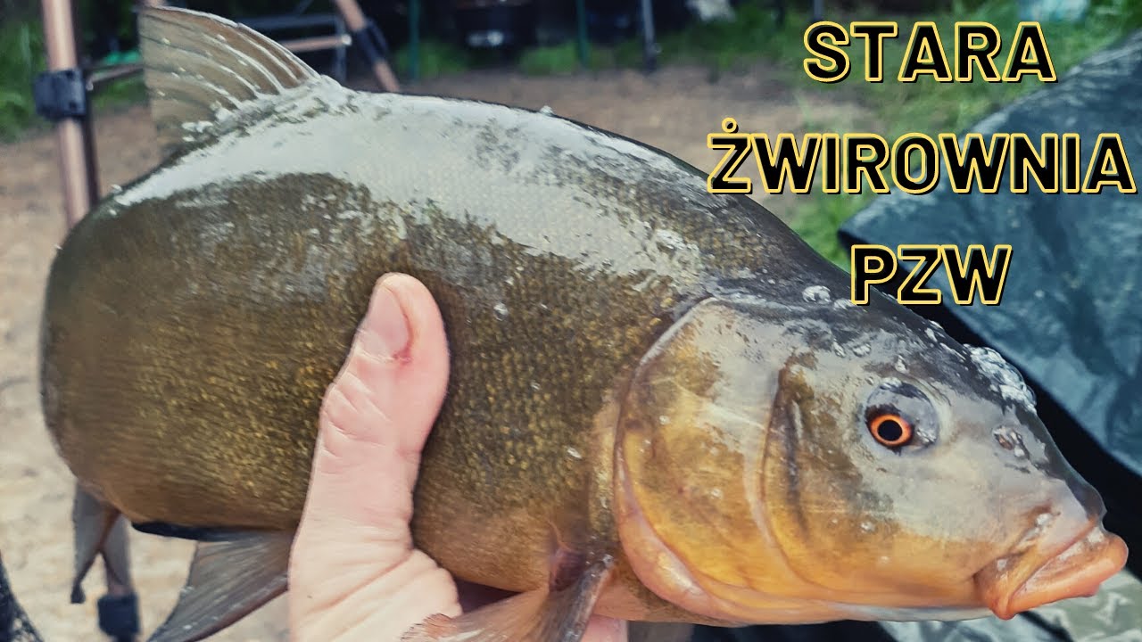 PIĘKNE LINY NA METHOD FEEDER ze żwirowni PZW | Nocka nad wodą