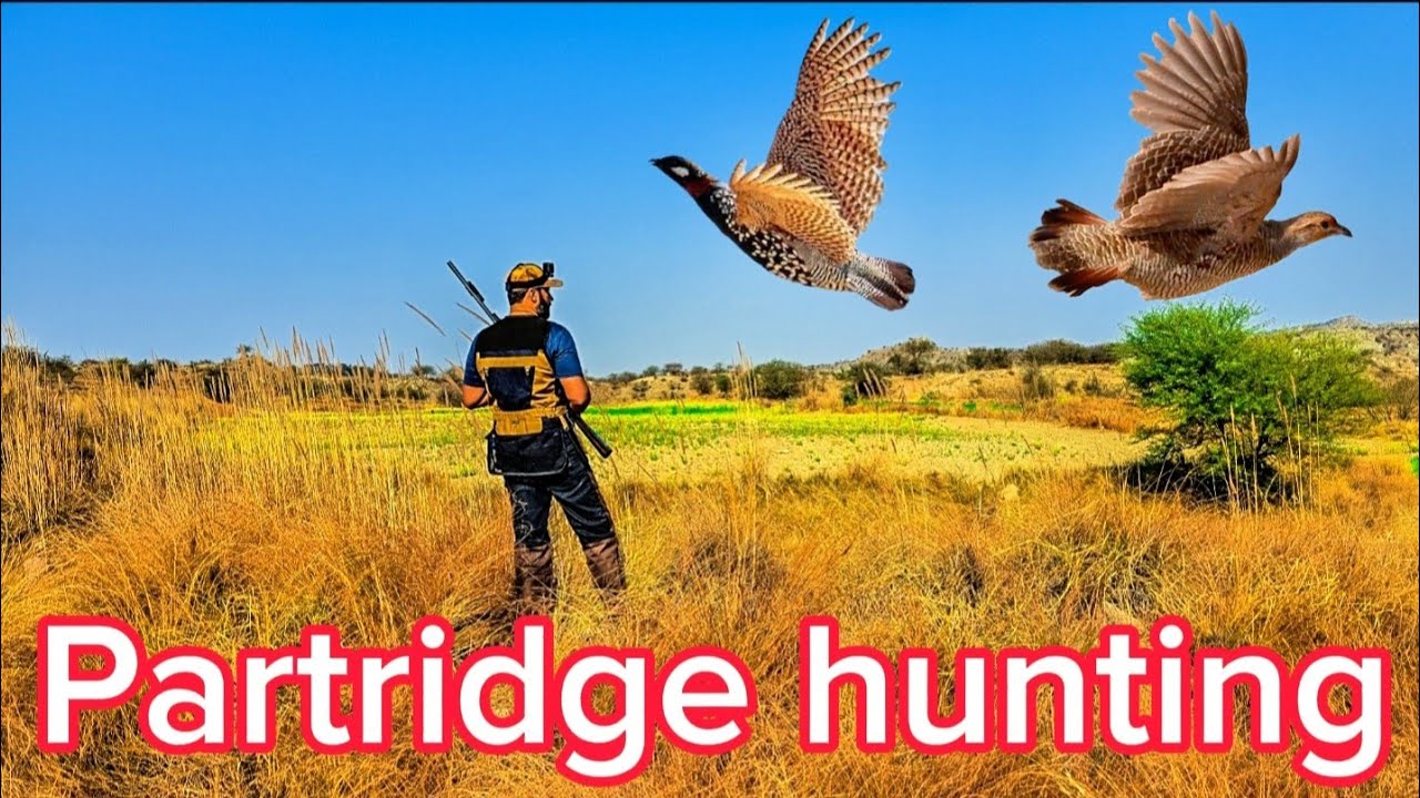 Partridge hunting in pakistan by waqaas khan 2024,2025 #shikar #teeter #uplandhunting #shotkamgen4