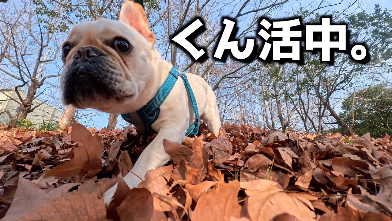 散歩が進まない理由、これです。