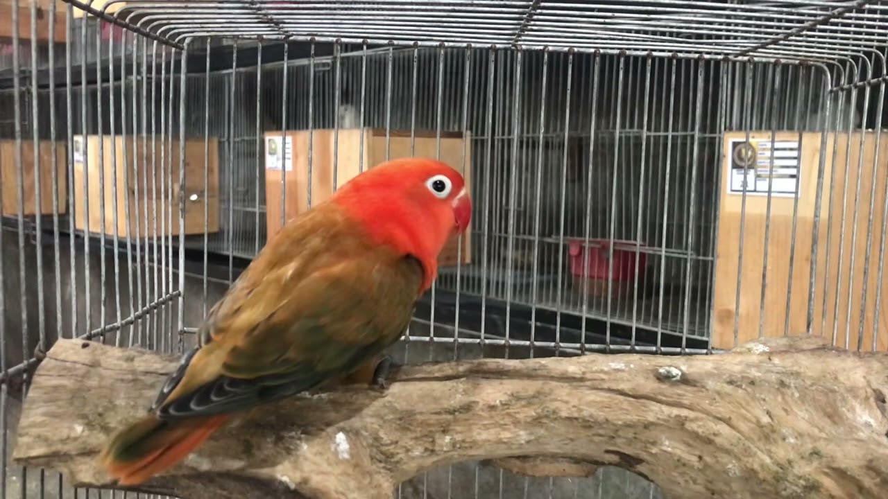 Red Factor Opaline