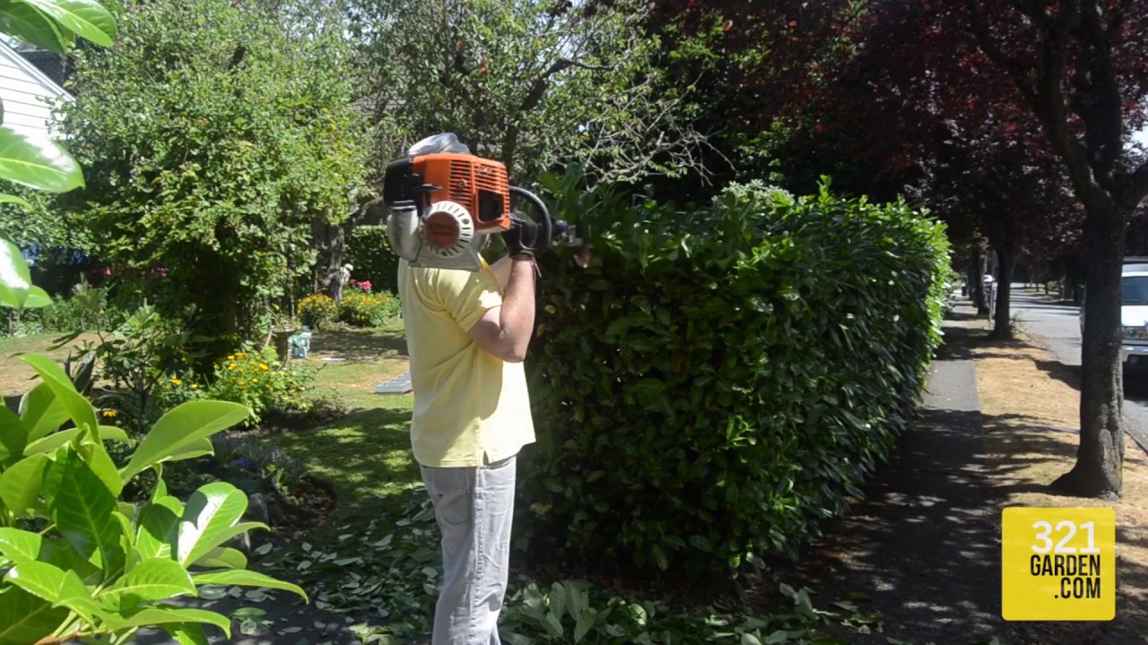 The Complete Guide to Hedge Trimming at Home