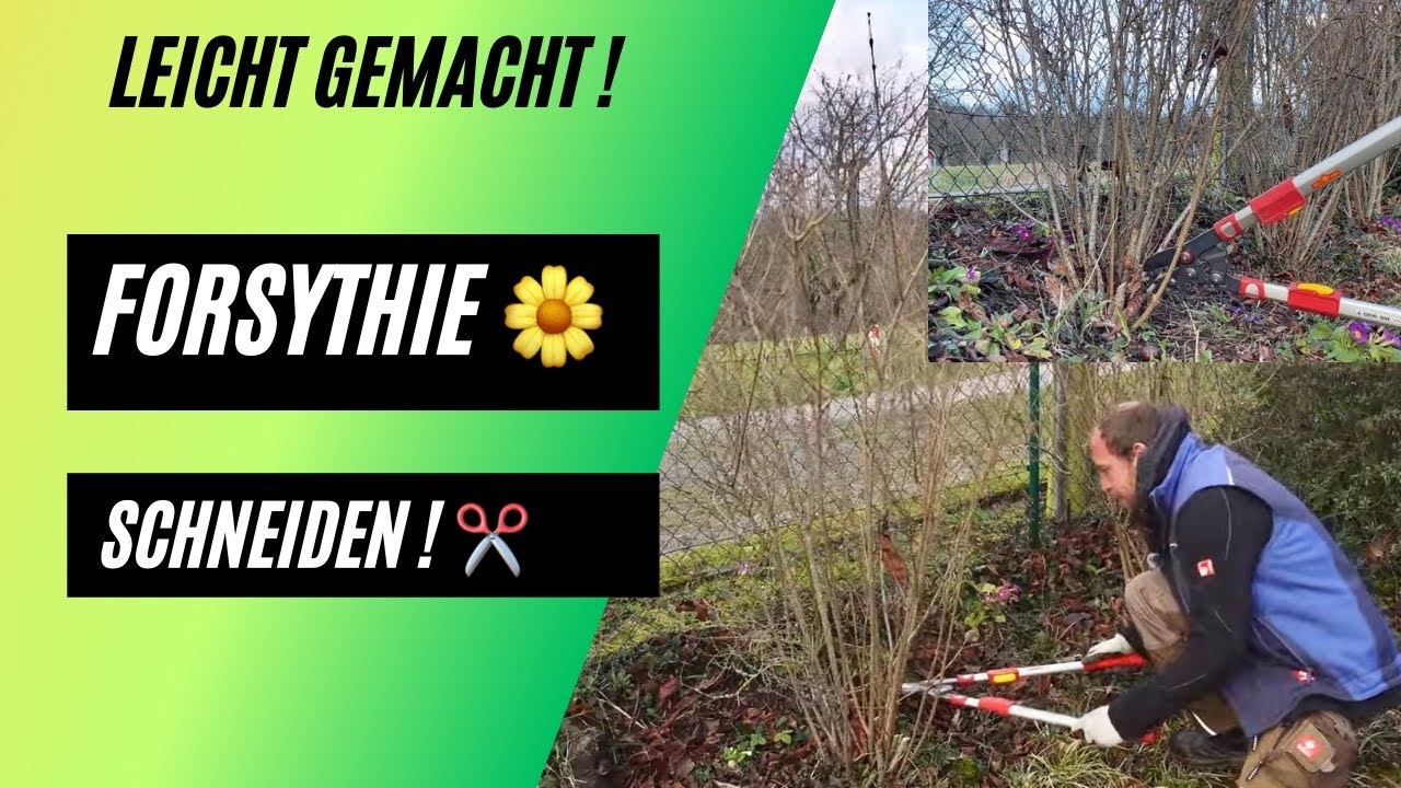 Ich zeige euch wie ! 🌼 Forsythie schneiden - Leicht gemacht !