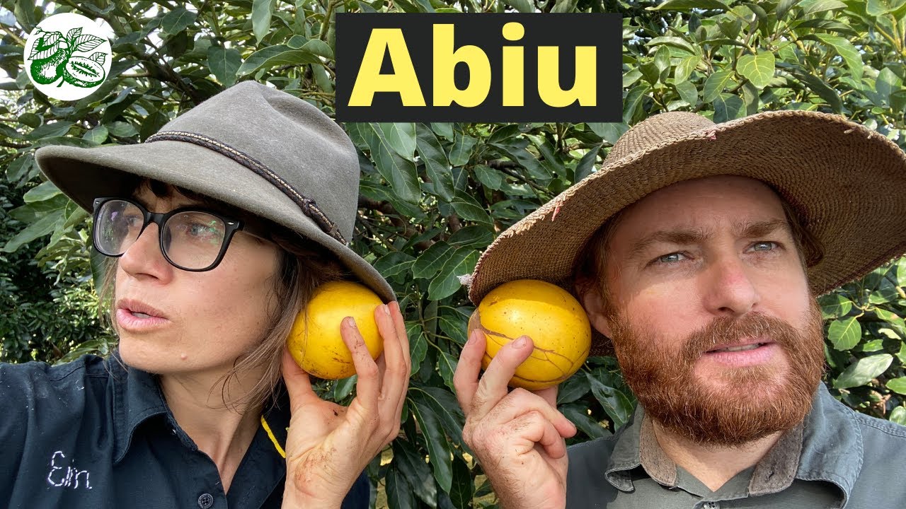 Abiu - Exploring the fruit tree at Tropical Fruit World NSW Australia