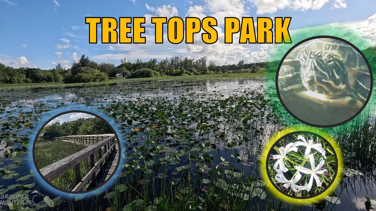 Tree Tops Park Marsh in Davie, Florida