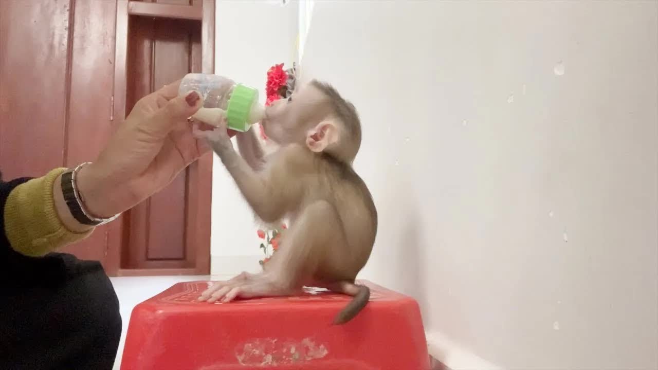 So Cute BB Jelly Sit Drink Milk On Chair