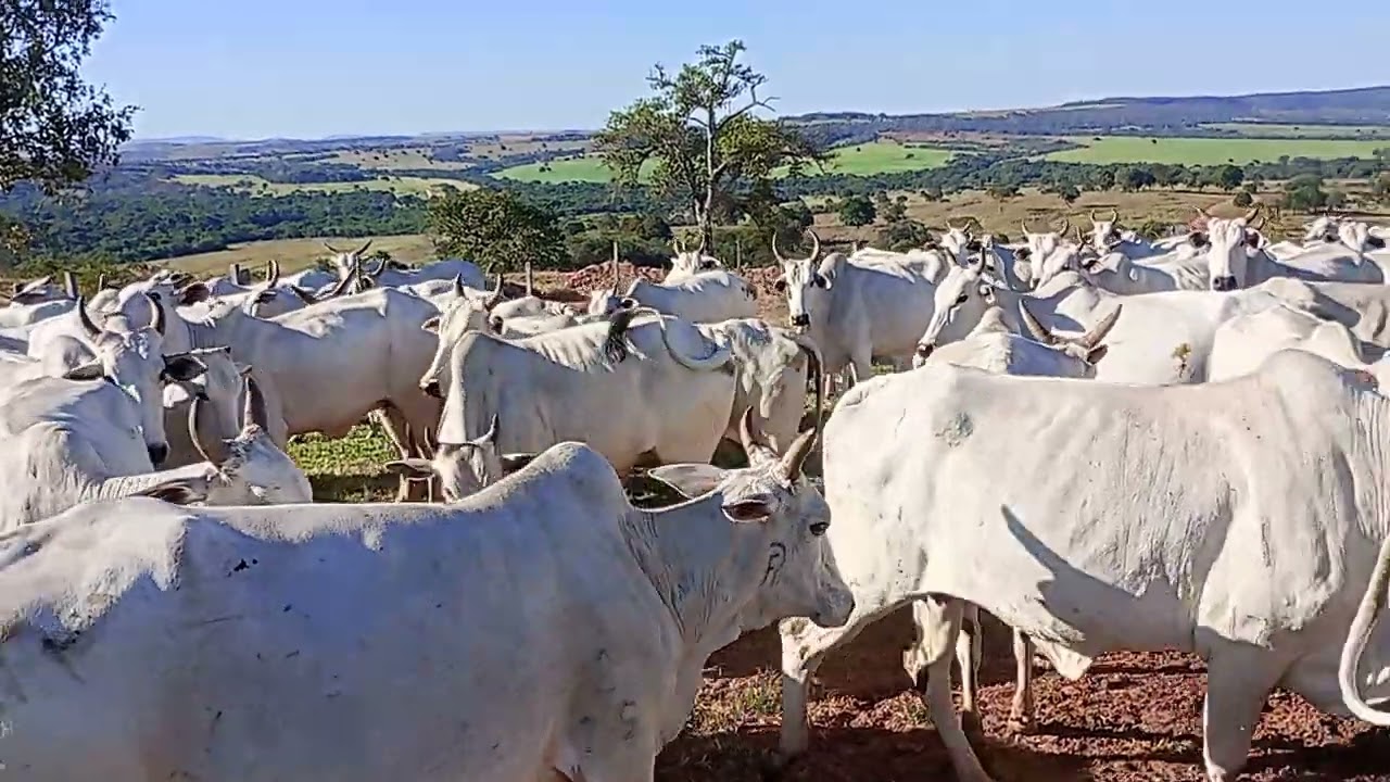 Fazenda nova conquista.vacada top