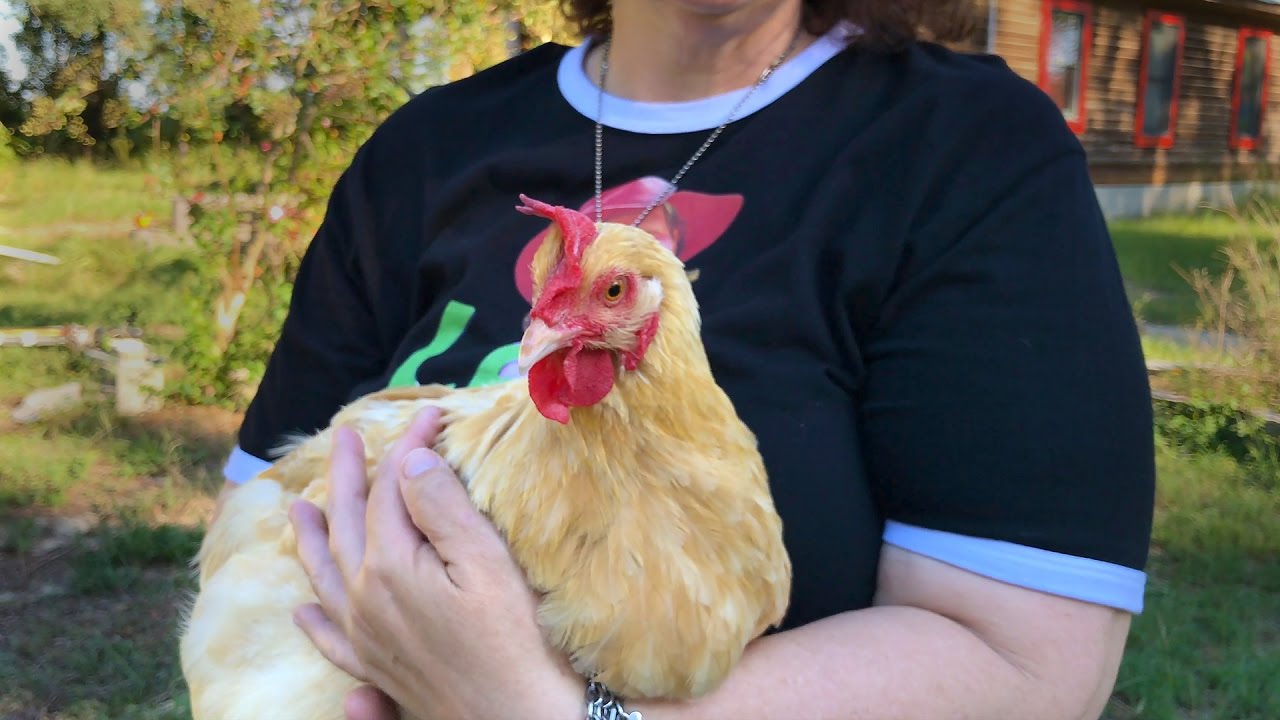 Heat Stroke In Chickens: What are the symptoms & treatments?