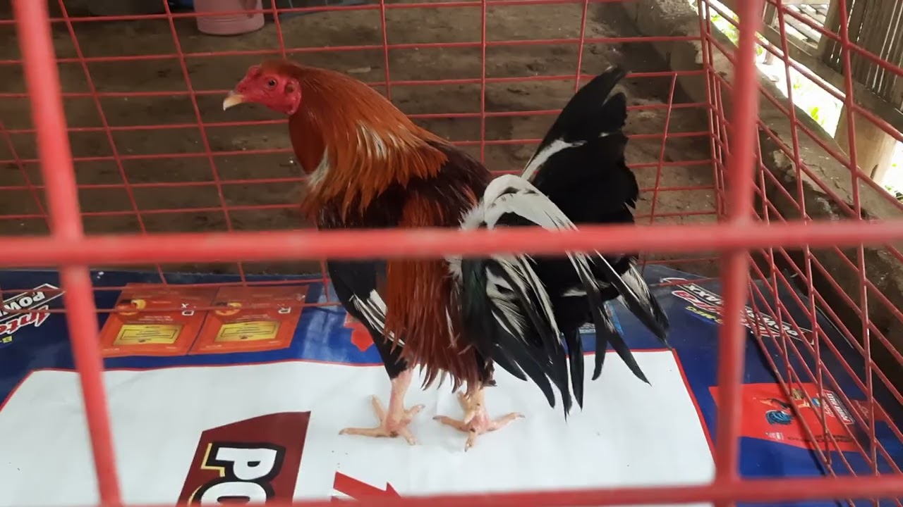 my breeding matirials