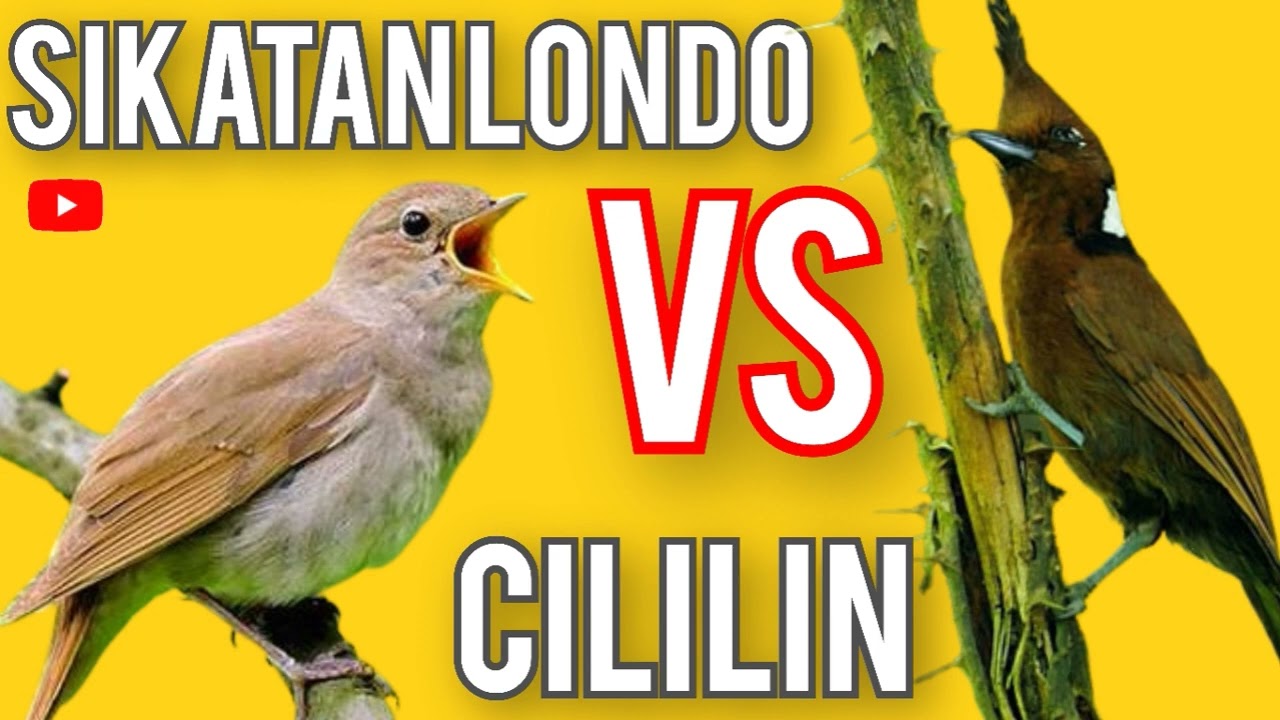 MASTERAN SIKATAN LONDO VS CILILIN GACOR JERNIH