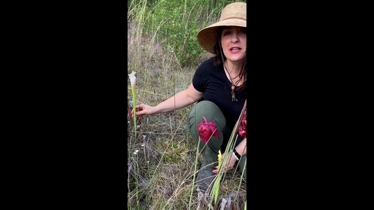 A new roadside population of Whitetop Pitcher Plants (Sarracenia leucophylla) in Calhoun County