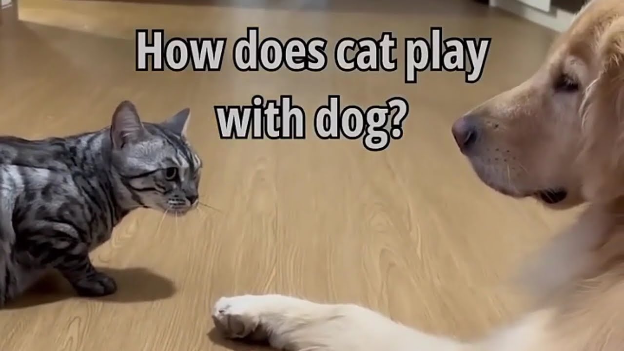 You Will Die Laughing! Funniest Cat & Dog Moments of 2025 😹🐶