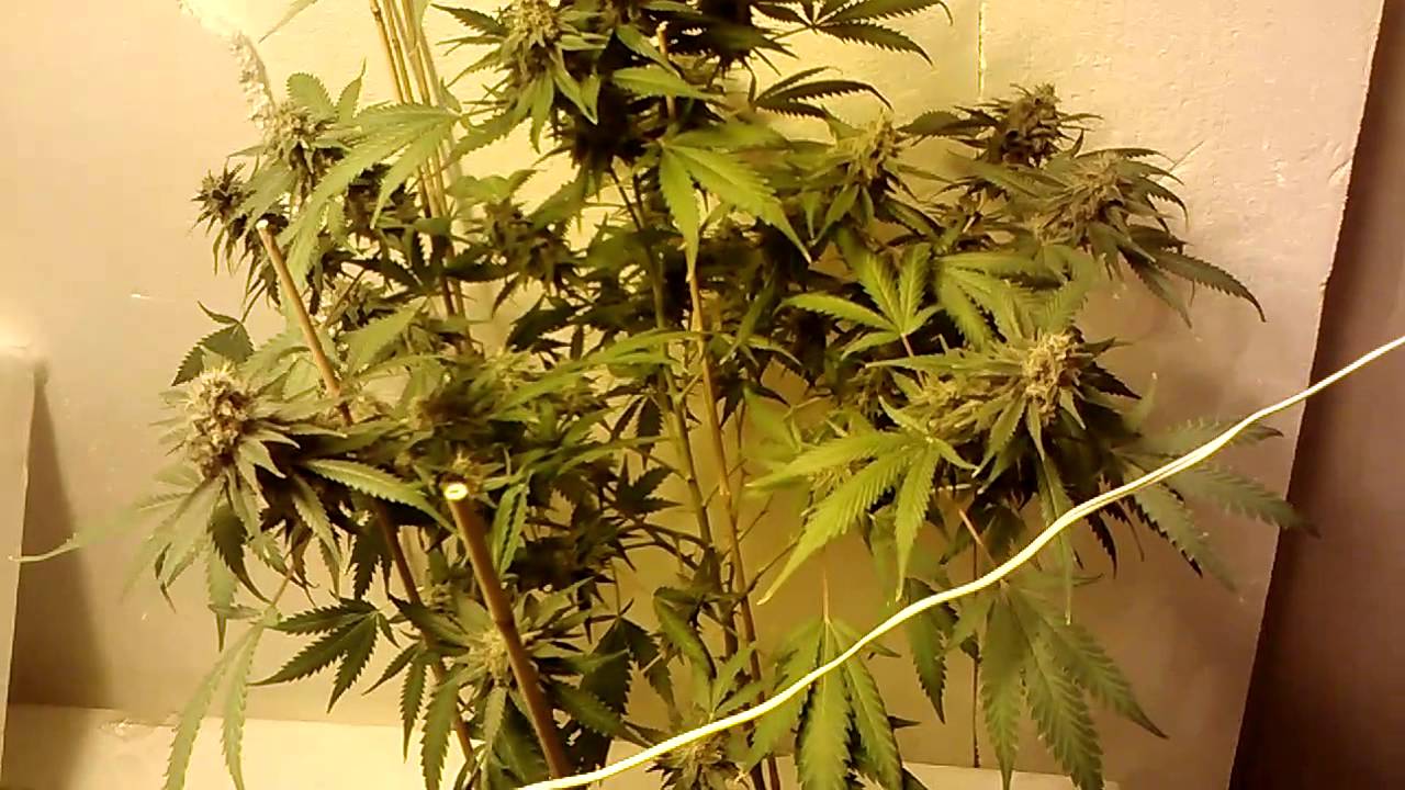 Pakistan valley Kush