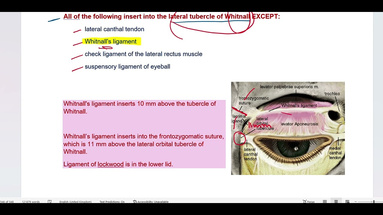 Whitnall ligament