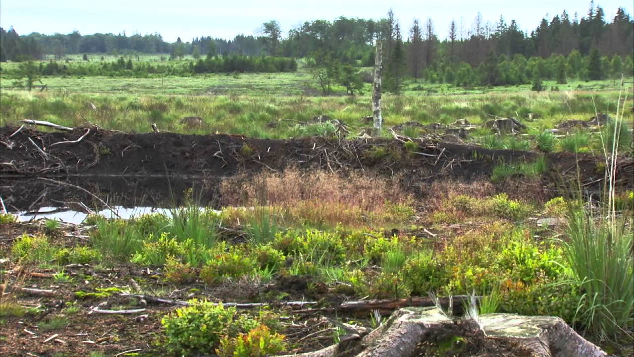 Hautes Fagnes - Restauration de landes et tourbières - Belgique
