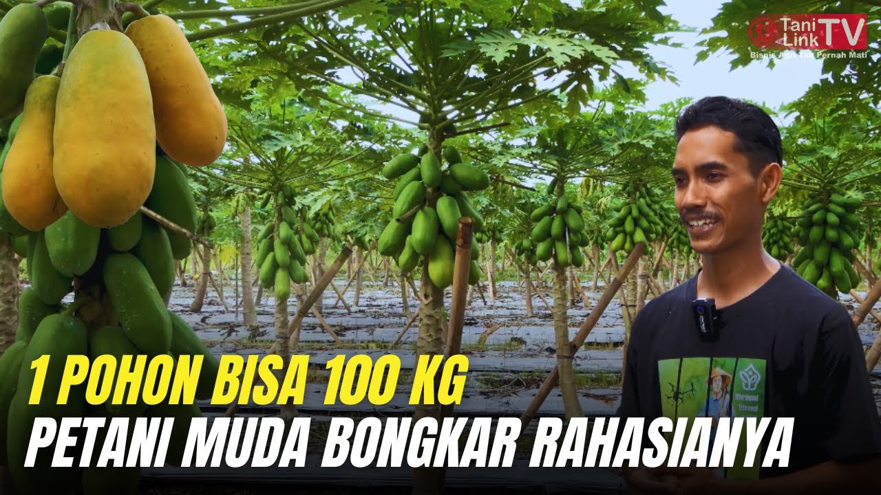 Petani Muda Pilih Budidaya Pepaya California, Bukan Karena Tren Tapi Cuannya Nyata!