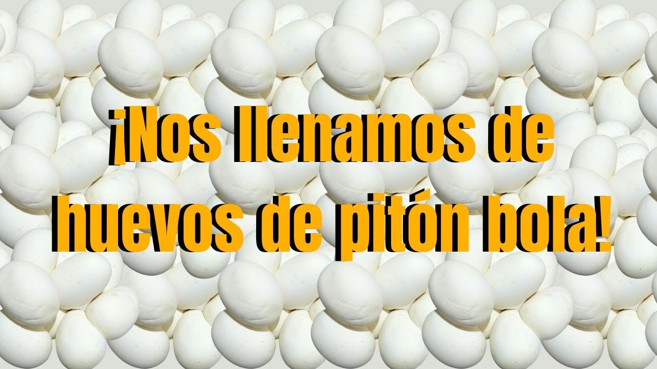 Mas de 80 huevos de piton bola!