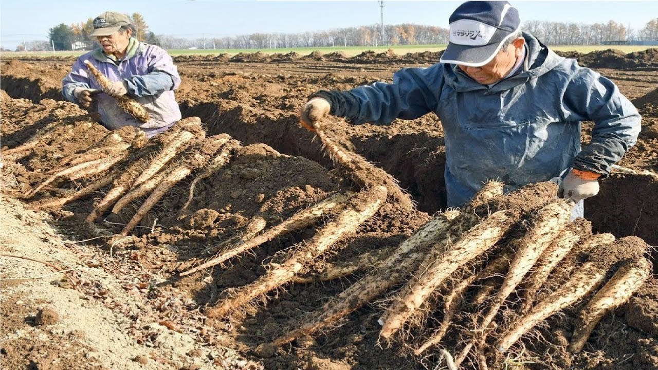 Японский Yam хозяйство и сбор урожай - Удивительная Япония сельскохозяйственной техника Farm