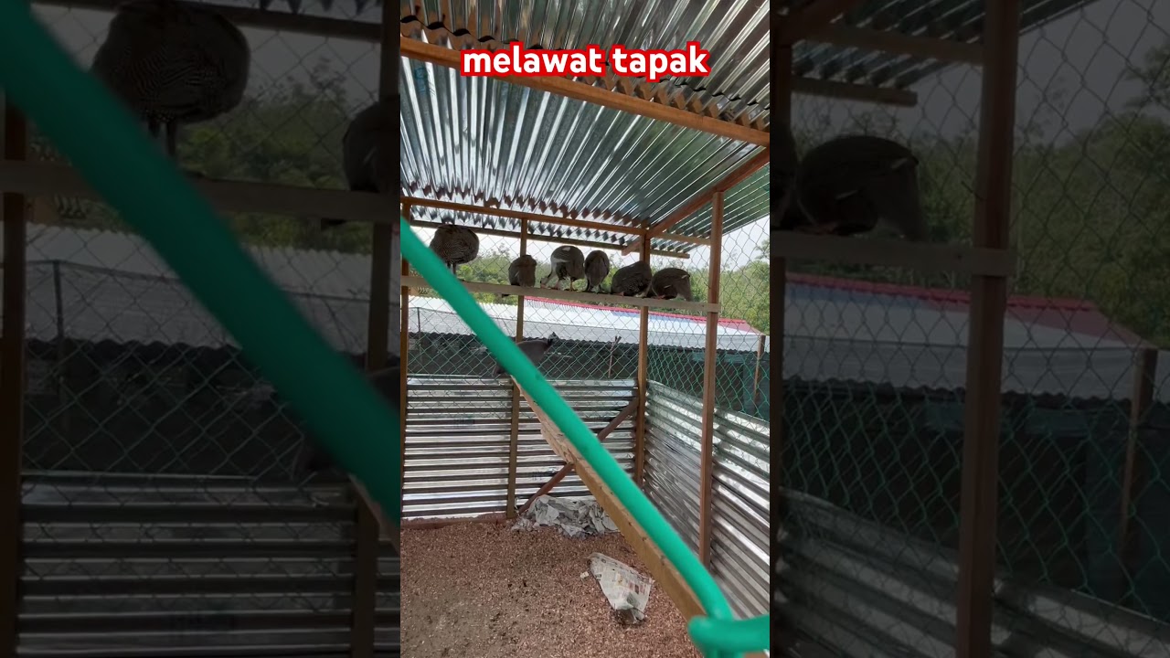ternakan ayam belanda