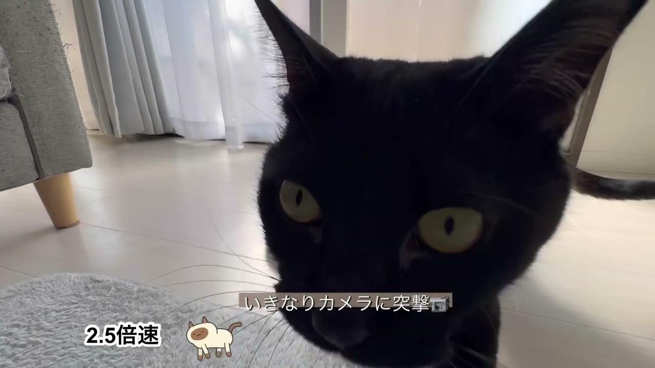 猫「新しいおもちゃで遊ぶ」