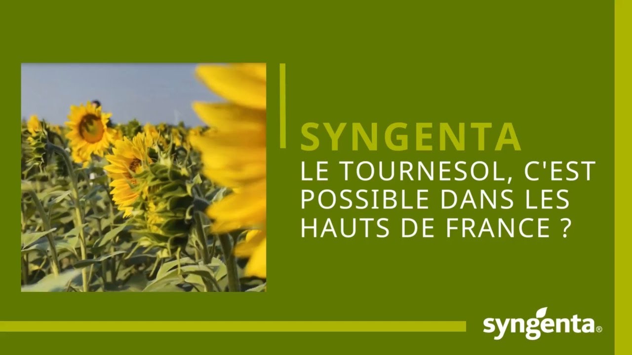 Le tournesol dans les Hauts de France, c’est possible !