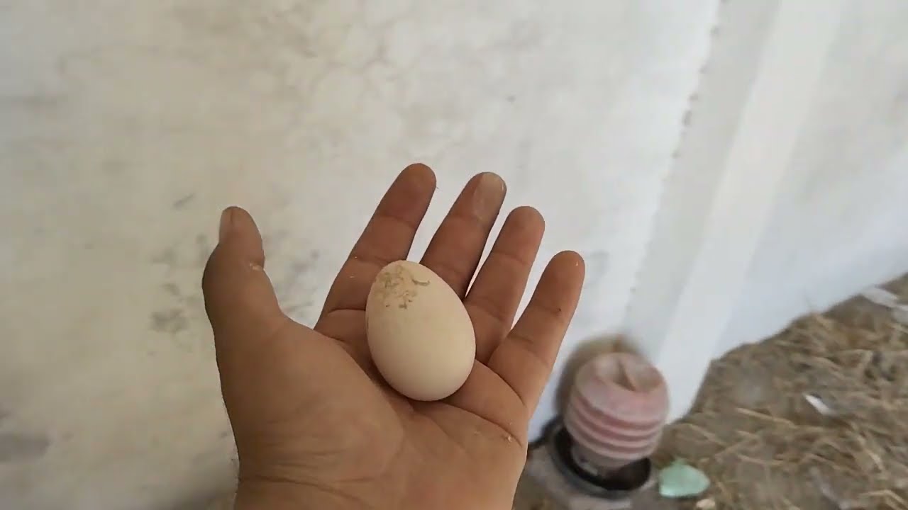 Alhamdulilah my aseel hen lay first egg|ramzan Kareem 2026
