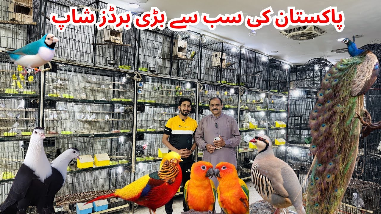 Multan Birds Market 02 April 2026 latest update | Birds Paradise Multan | Mustaq Ahmed |